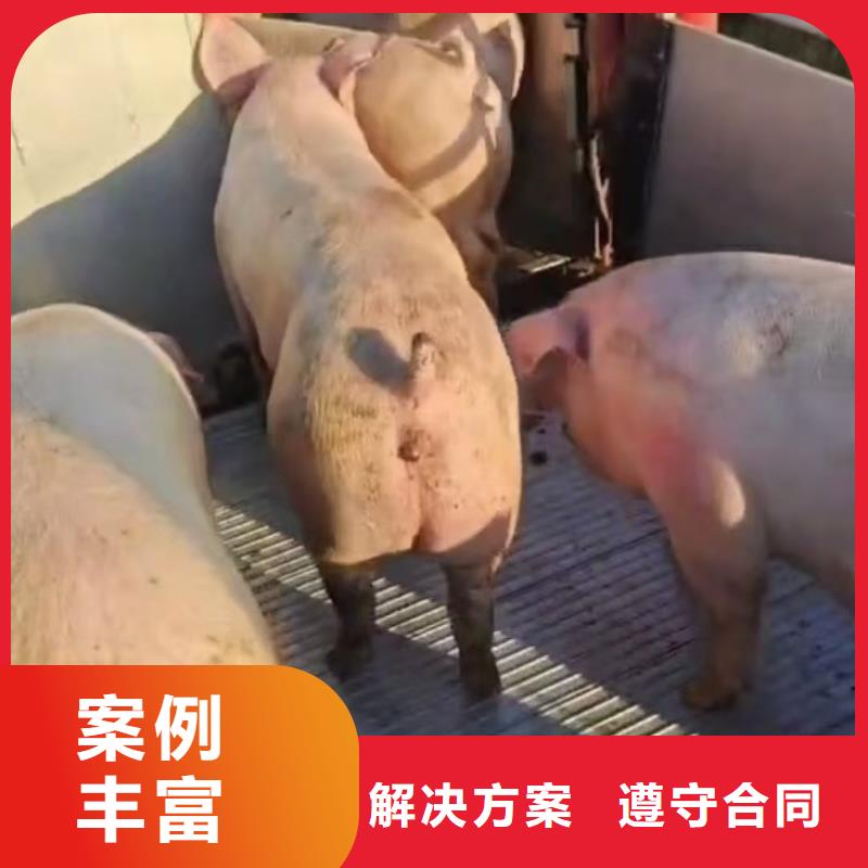 南通到猪笼车运输-空调车品质卓越实体诚信厂家