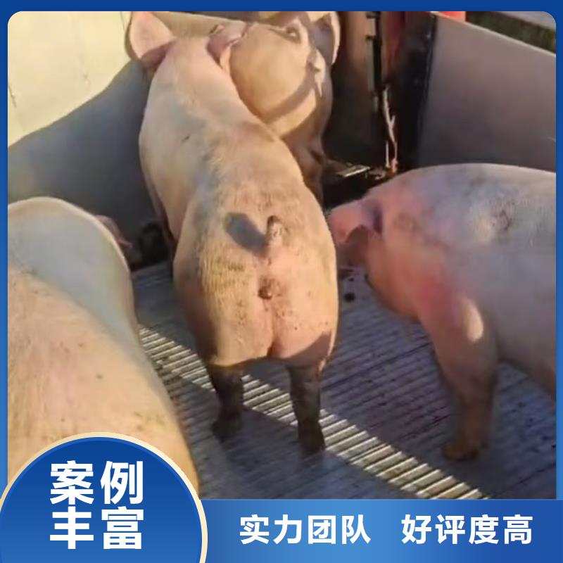 恒温车运输行业口碑好品质卓越活禽运输从厂家买售后有保障