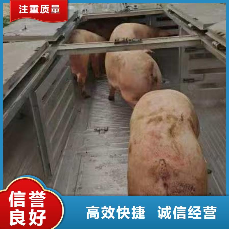 宿迁市到仔猪运输-专用车多年经验当地供应商