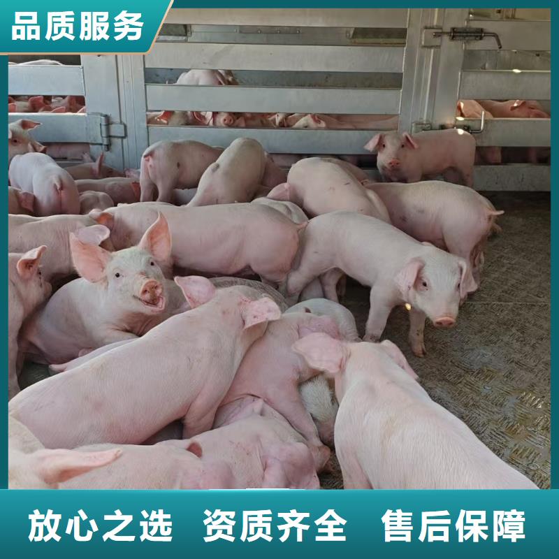 宿迁到高栏车肥猪运输快捷欢迎来电咨询