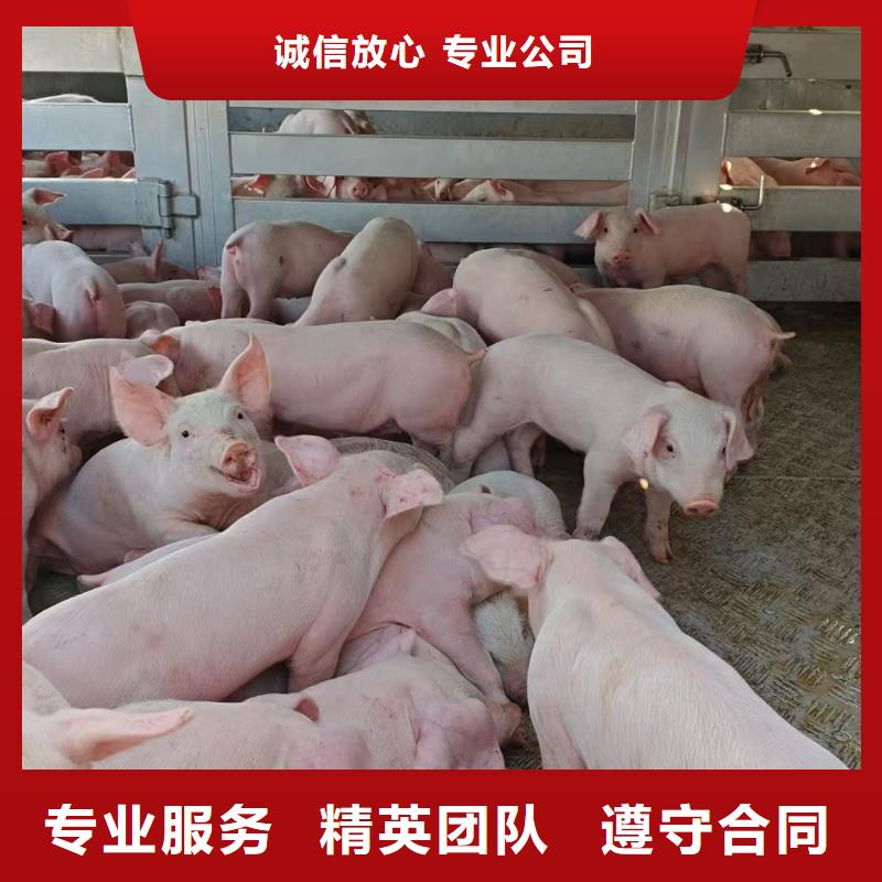 扬州到猪运输-专用车诚实守信服务始终如一