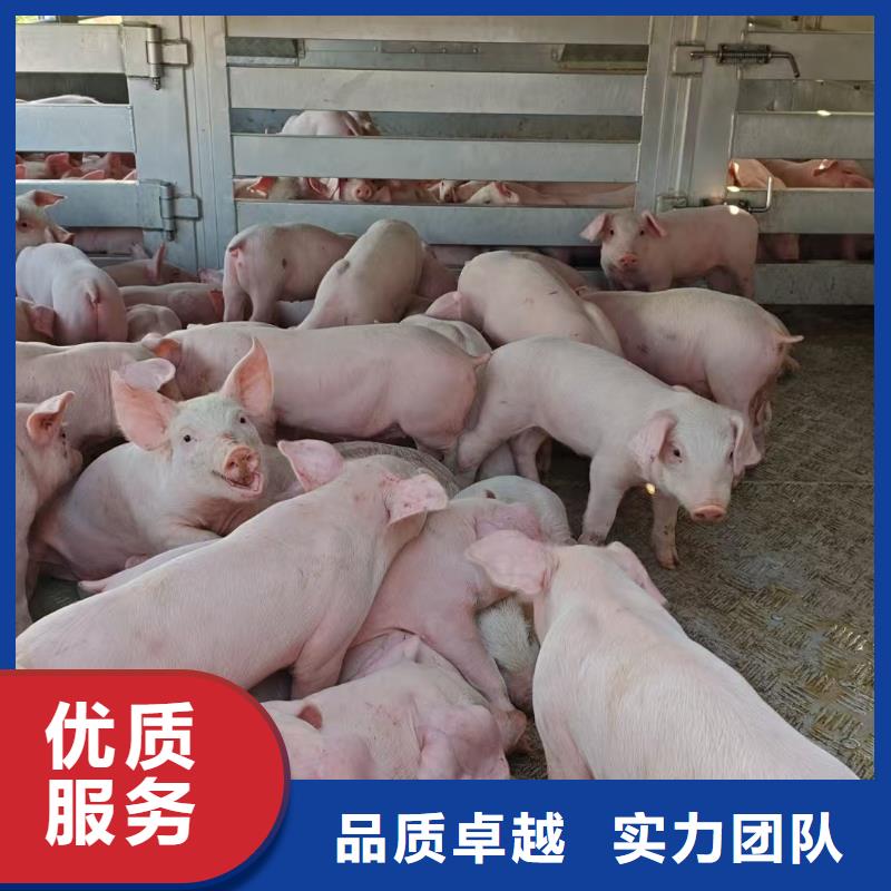 盐城到生猪物流-专用车诚实守信批发货源