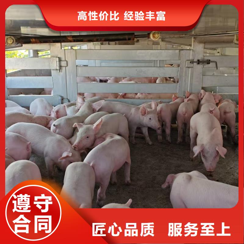 潍坊至二育运输恒温车省钱省时本地品牌