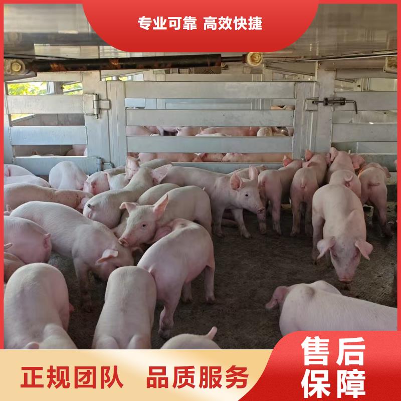 苏州到种仔猪运输-专用车检疫合格多年厂家可靠