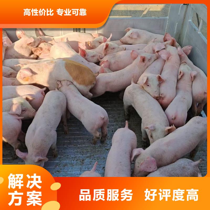 泗洪到生猪运输当地供应商