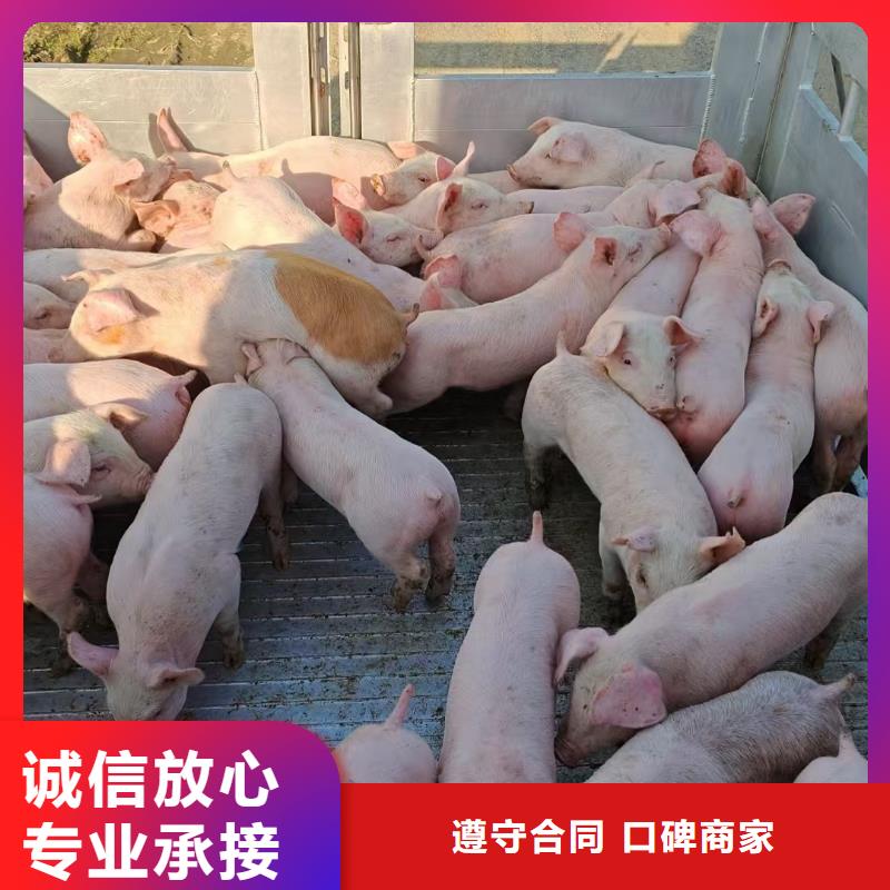 宿迁市泗阳到活禽物流-专用车专业公司同城公司