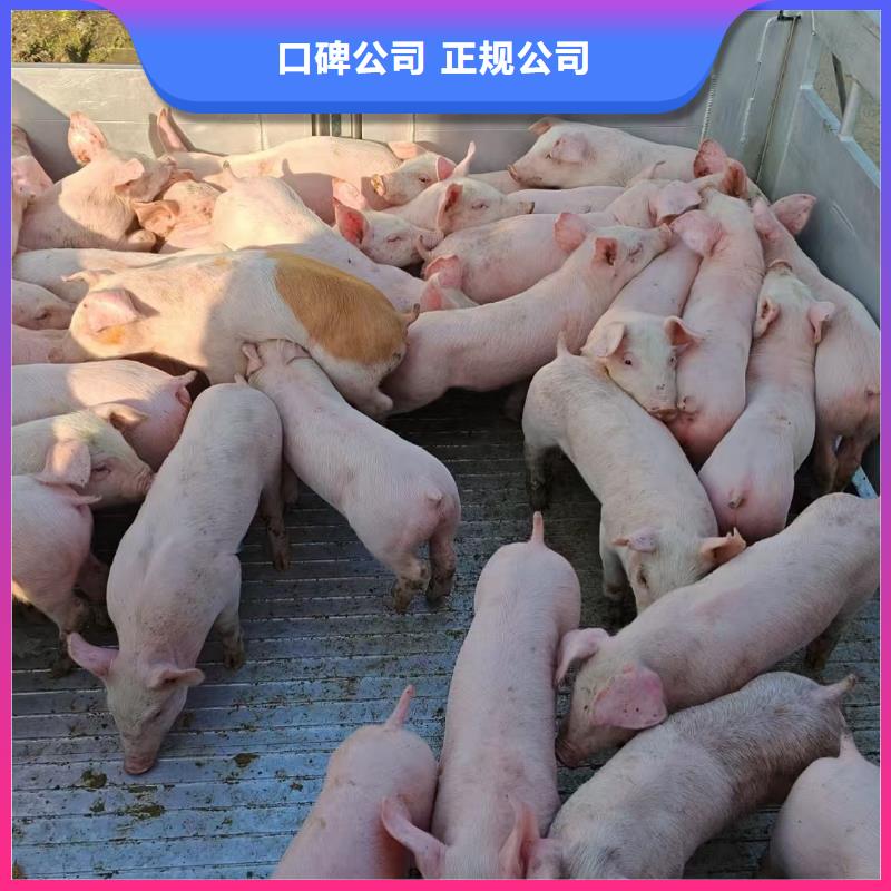 六安至活禽运输恒温车好评度高本地厂家