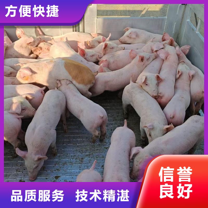 扬州到活禽运输-恒温车遵守合同0中间商差价