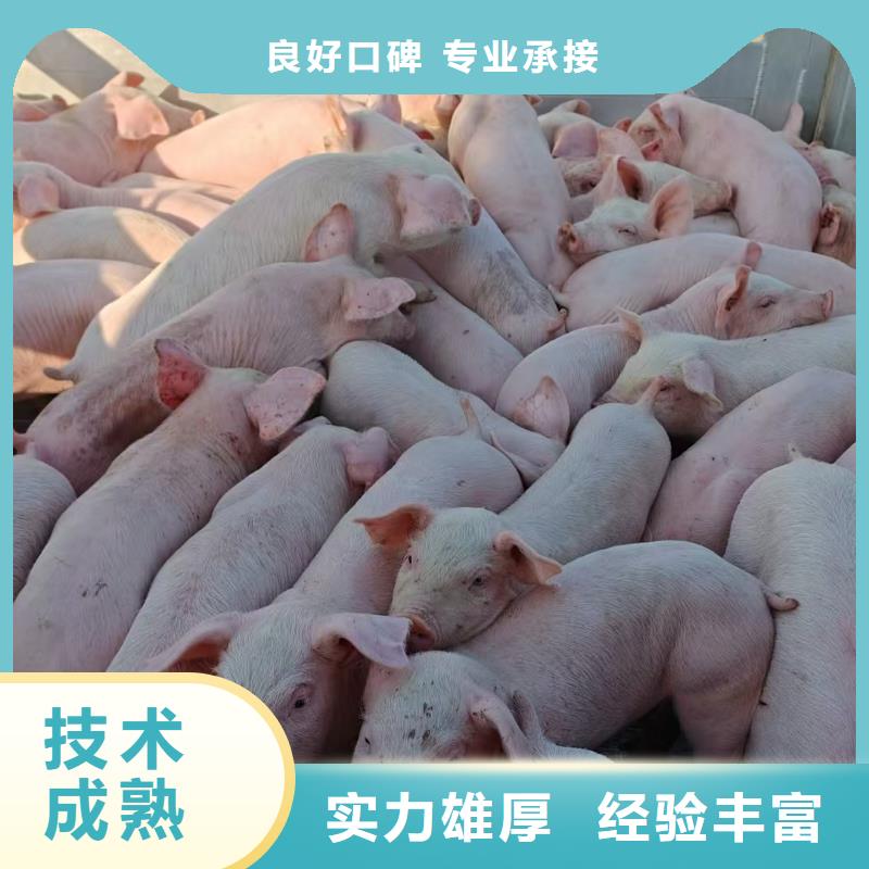 六安到畜禽运输温柔对待源头工厂量大优惠