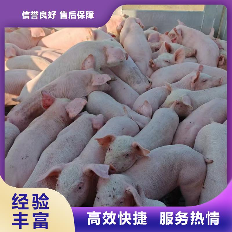 宿迁到种猪运输同城制造商