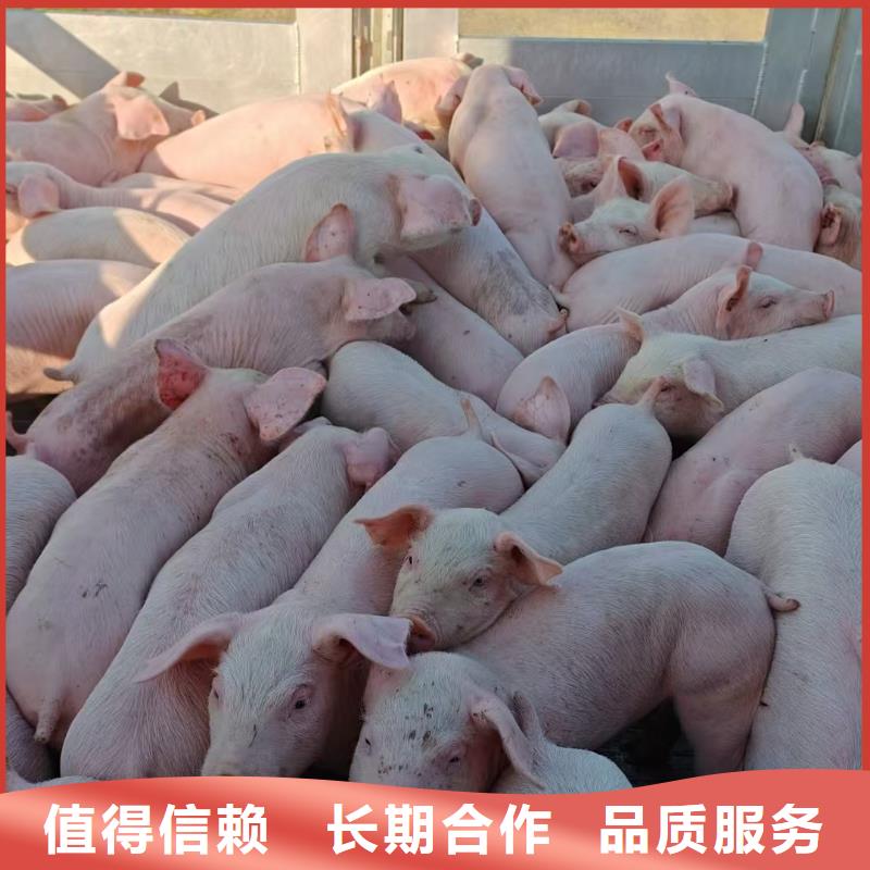 苏州到种仔猪运输-专用车正规团队好货直销