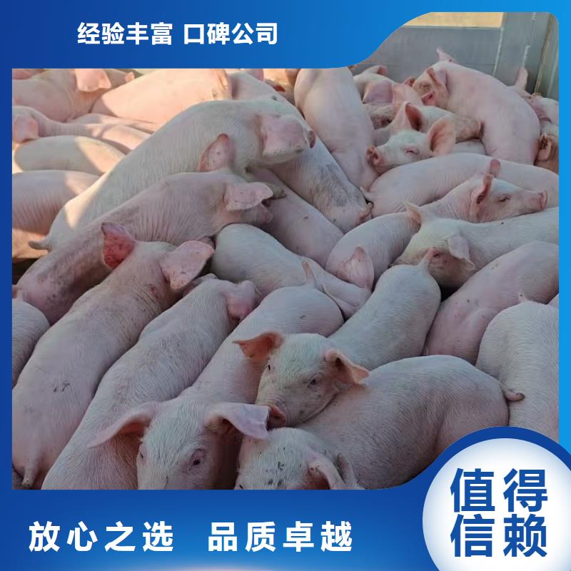 宿迁泗阳到种猪运输服务有保障满足客户需求