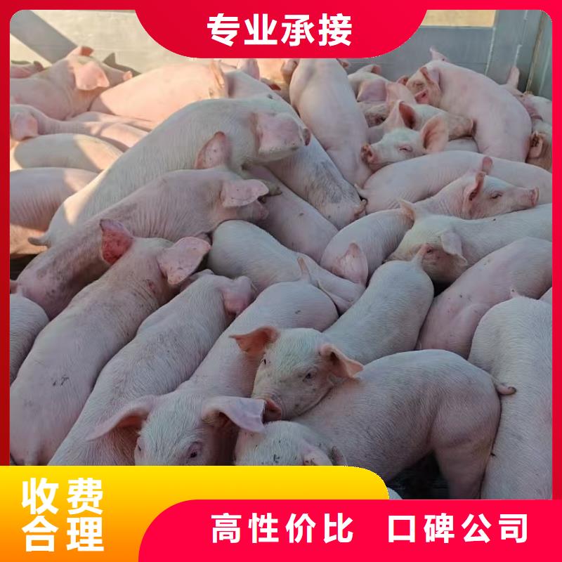 宿迁泗阳到畜禽物流准时准点品质商家