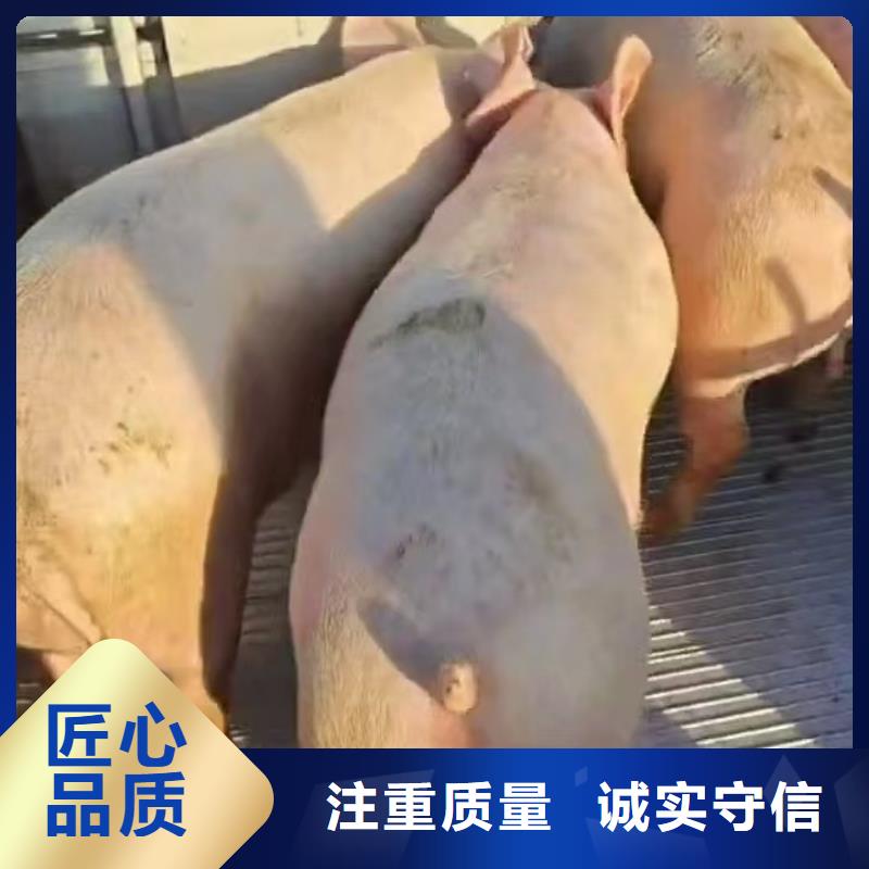 宿迁泗阳到原料运输整车运输厂家精选