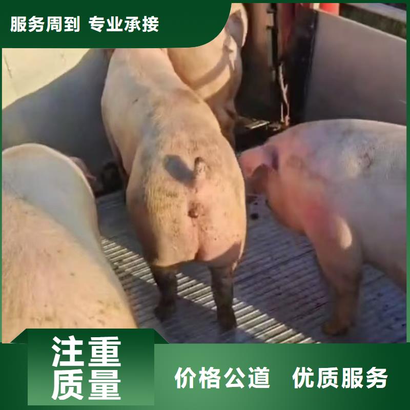 宿迁到牲畜运输温柔对待本地公司