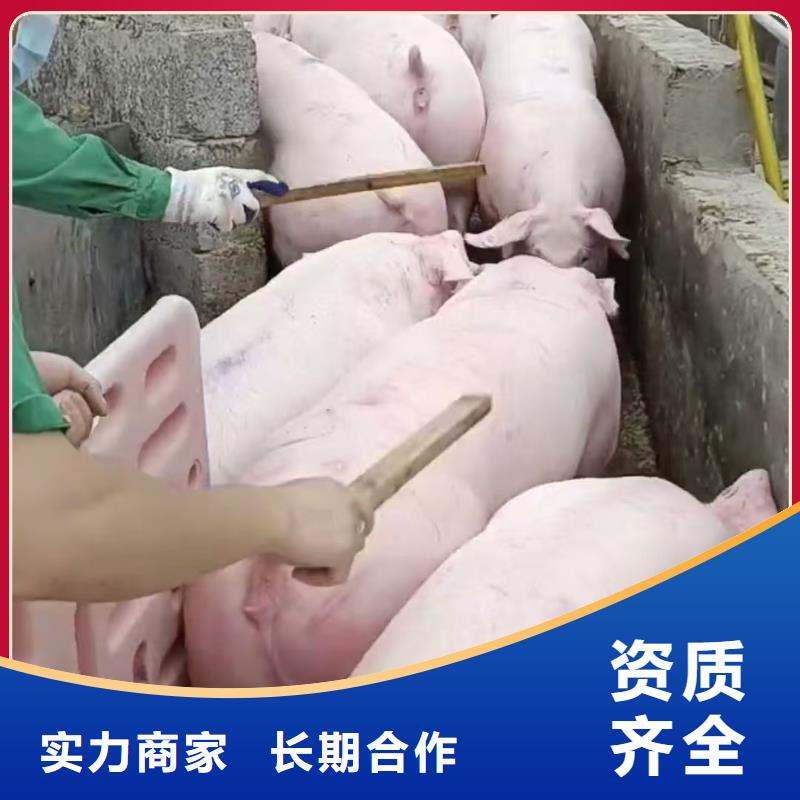 宿迁到种猪空调车运输稳妥可靠现货直发
