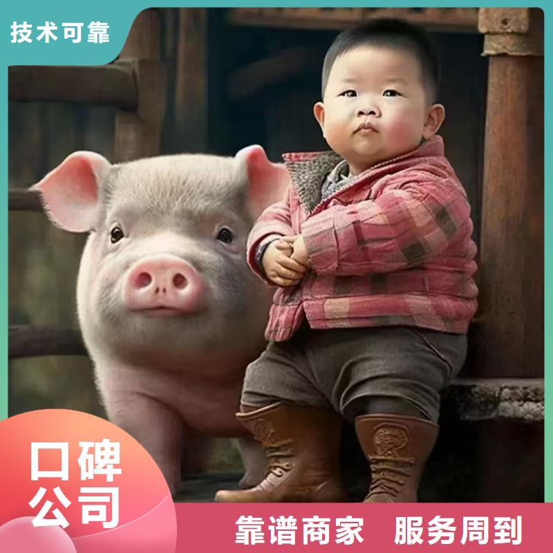 淮安至猪只运输专用车经验丰富打造好品质