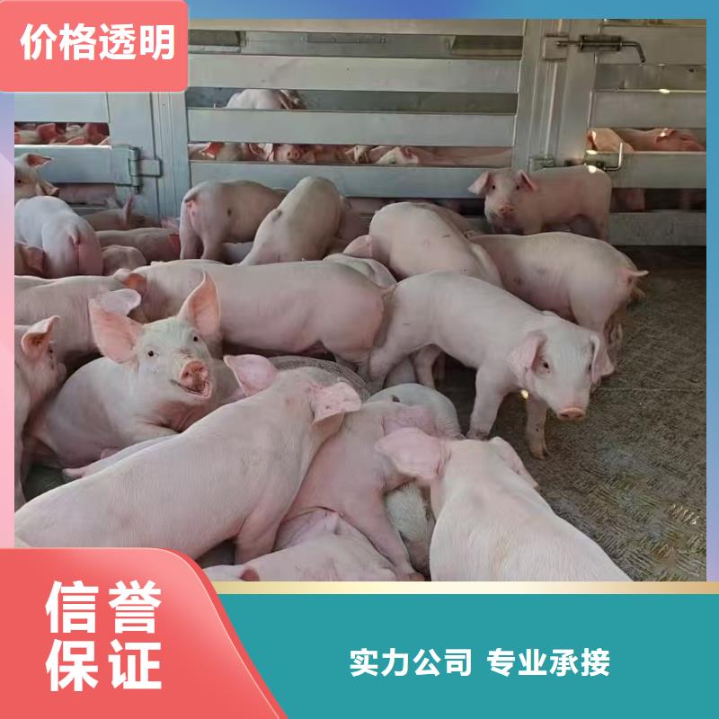 宿迁沭阳到猪只贸易全程呵护现货供应