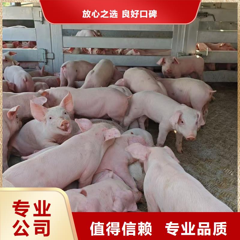宿迁到生猪恒温车运输专人负责工艺成熟