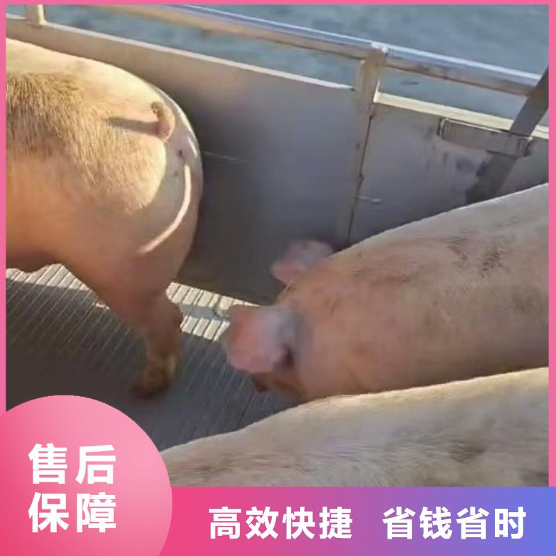 宿迁到生猪恒温车运输正规物流当地生产厂家