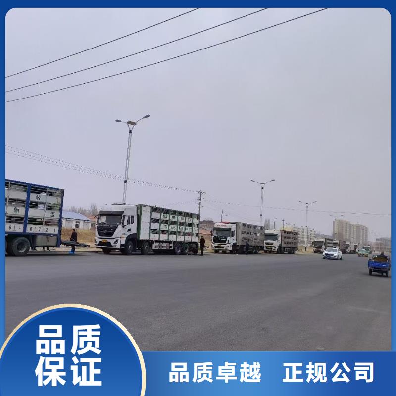 宿迁泗阳到种猪空调车运输快捷商家直供