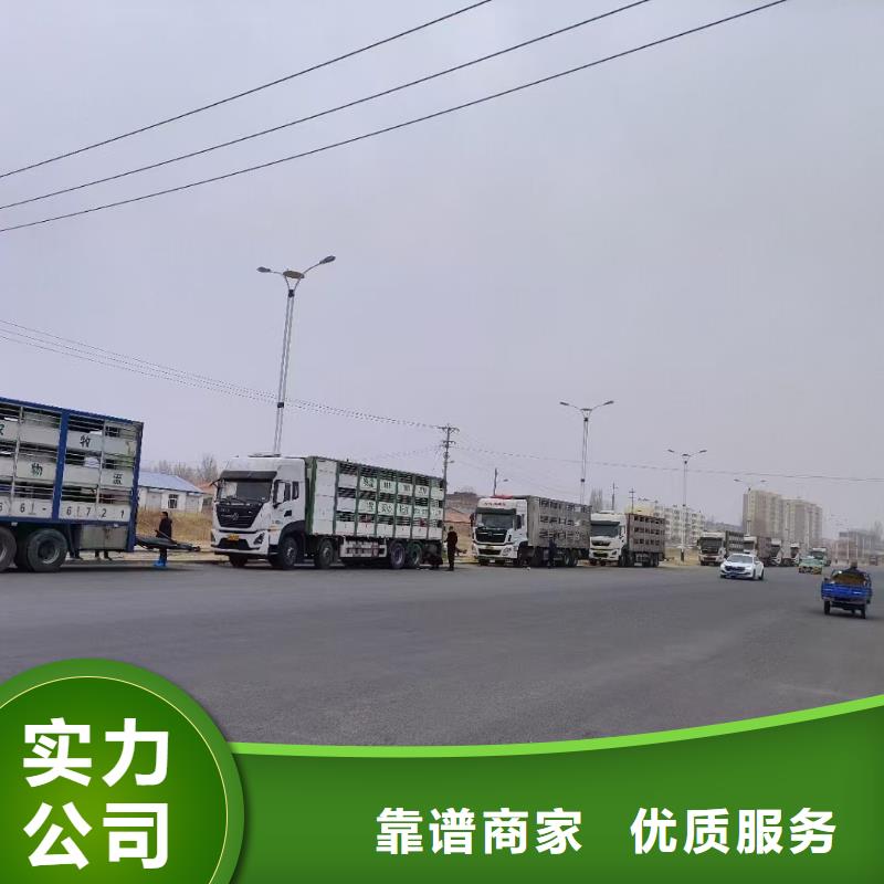 南阳到种猪运输恒温车放心之选精选厂家好货