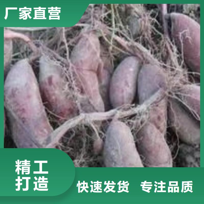 紫薯苗羽衣甘蓝粉实力厂商同城经销商
