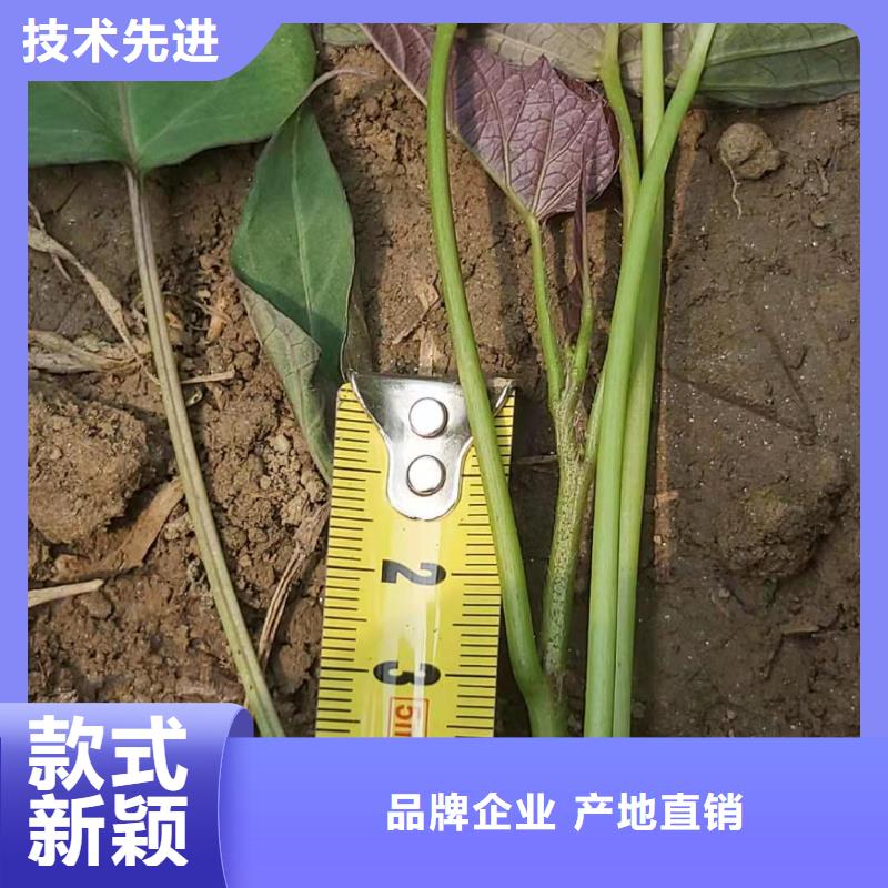 【紫薯苗菠菜粉品质优选】厂家型号齐全