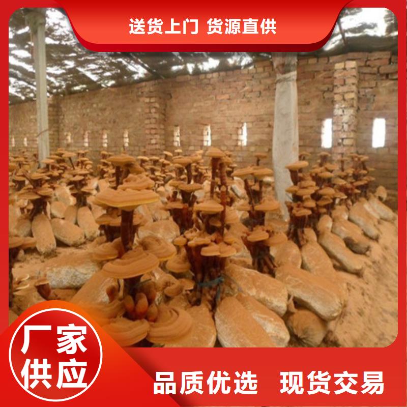 灵芝孢子粉【灵芝】为品质而生产出厂价