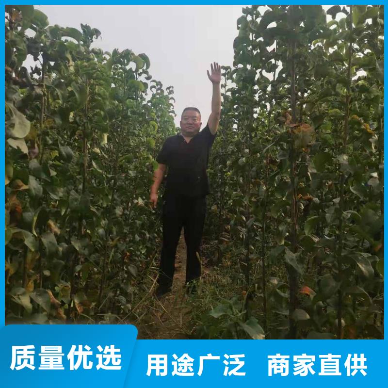 梨秋月梨树苗细节展示本地公司