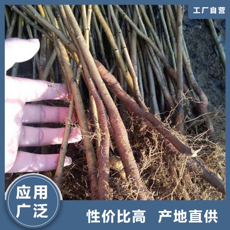 杜梨红香酥梨树苗出厂严格质检用品质说话
