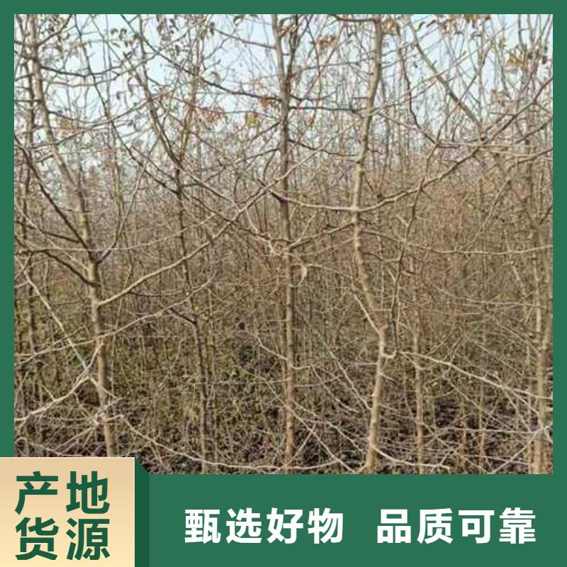 杜梨杜梨苗您身边的厂家货源直供