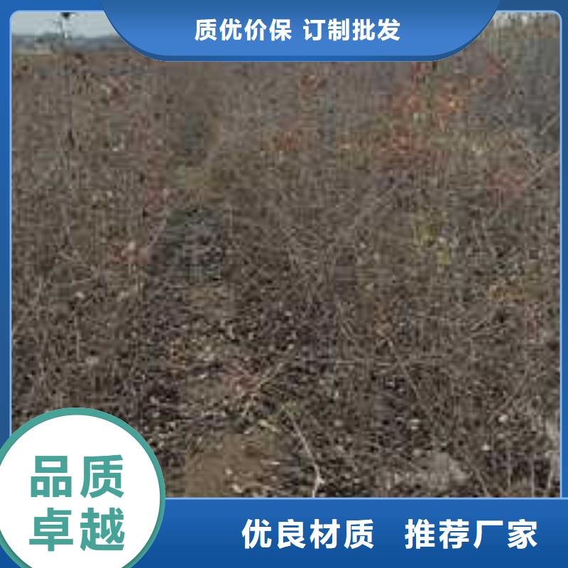 杜梨【梨树苗基地】放心得选择当地服务商