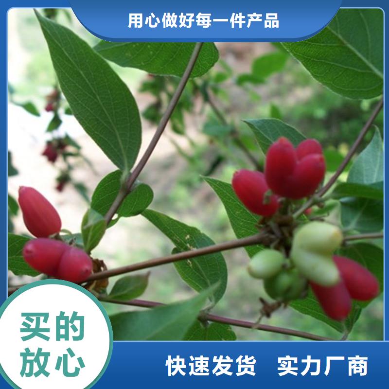 杈杷果桃树苗定制定做真诚合作