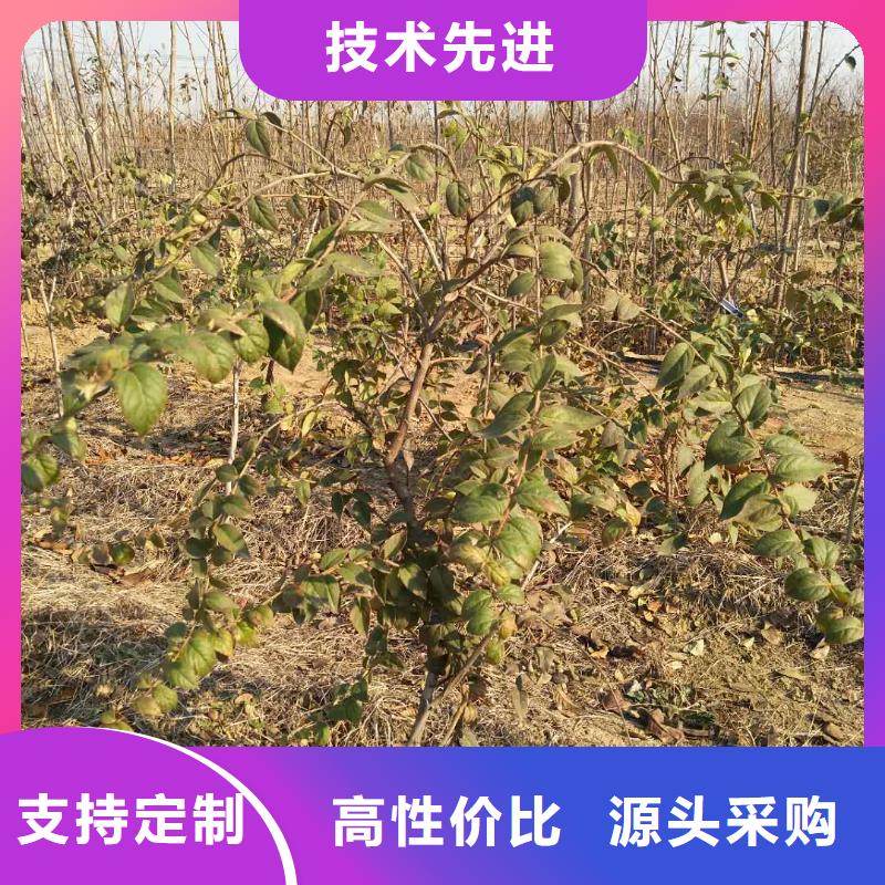 杈杷果草莓苗种类丰富按需定做