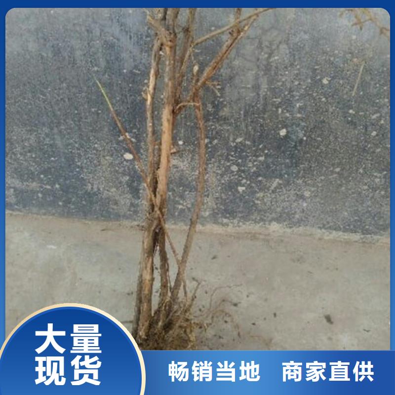 杈杷果桃树苗制造厂家支持批发零售