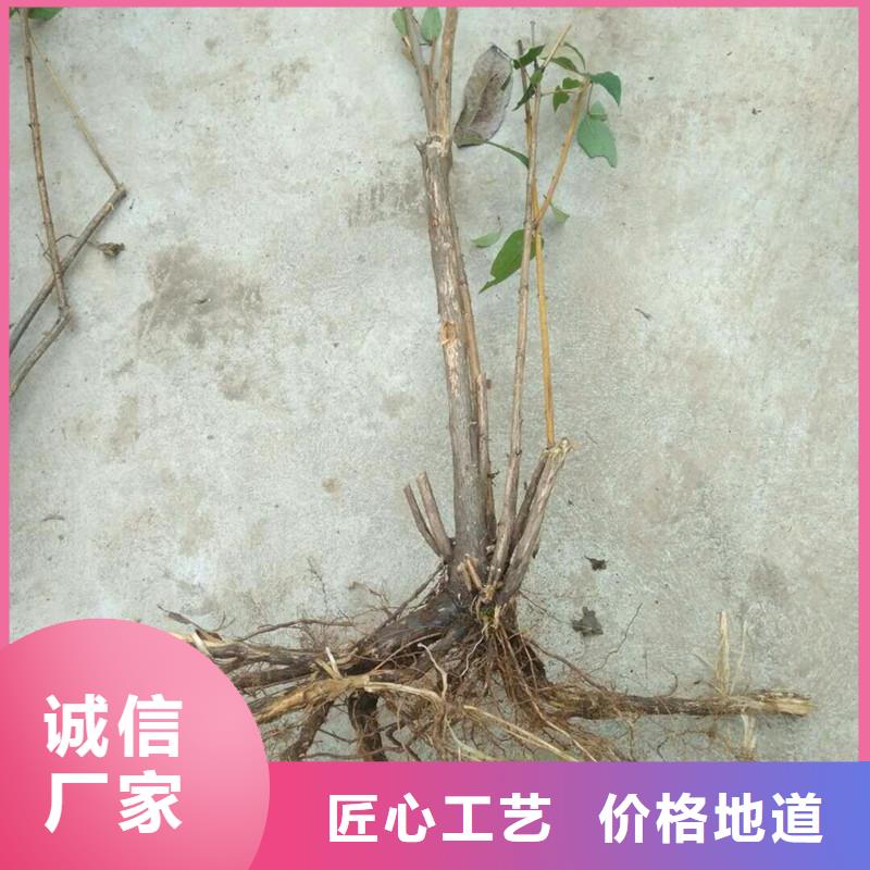杈杷果-蓝莓苗来图加工定制现货销售