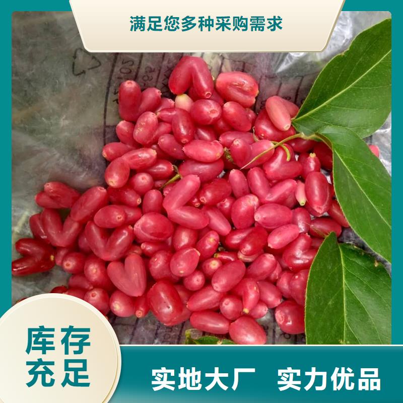 杈杷果樱桃苗材质实在好厂家有担当