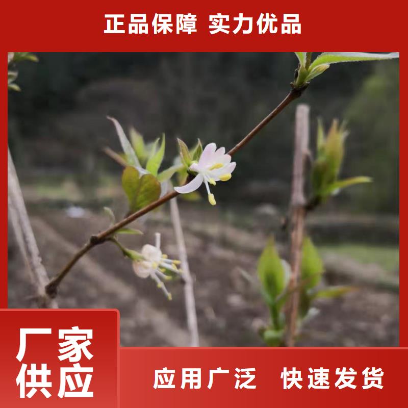 杈杷果_【红颜草莓】批发商免费回电