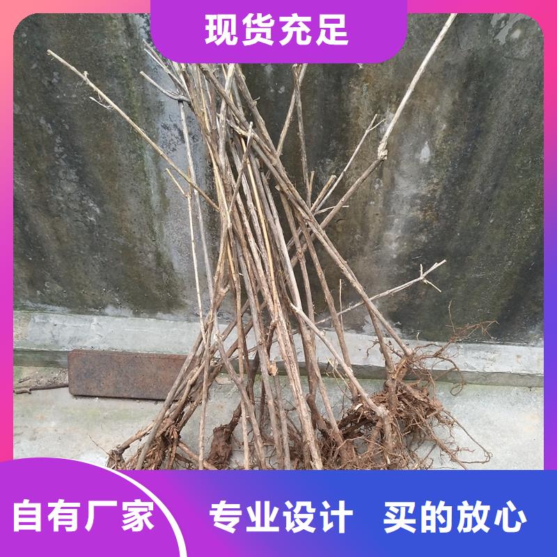 杈杷果石榴树正规厂家同城制造商