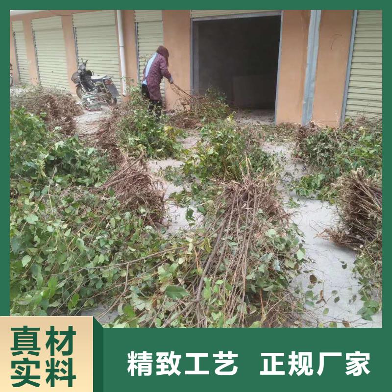 杈杷果石榴树实体厂家大量现货实时报价
