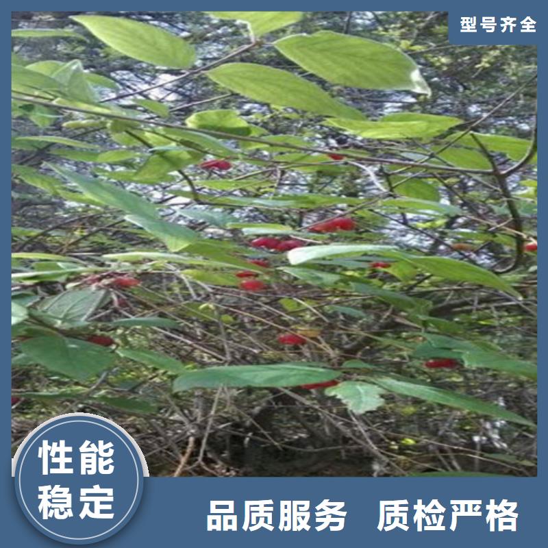 杈杷果_蓝莓苗来图定制本地服务商