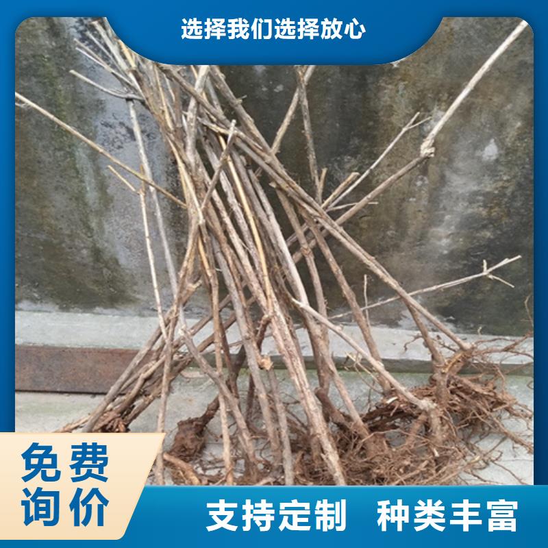 【杈杷果】西瓜苗设计合理当地厂家
