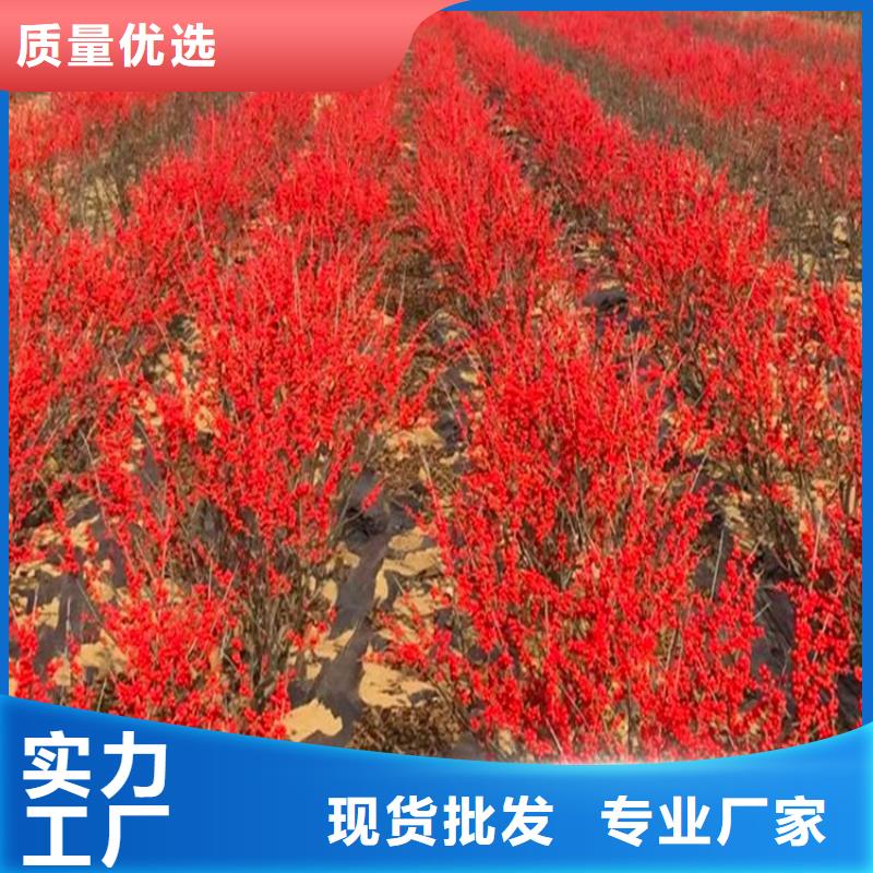 北美冬青苹果苗把实惠留给您专业品质