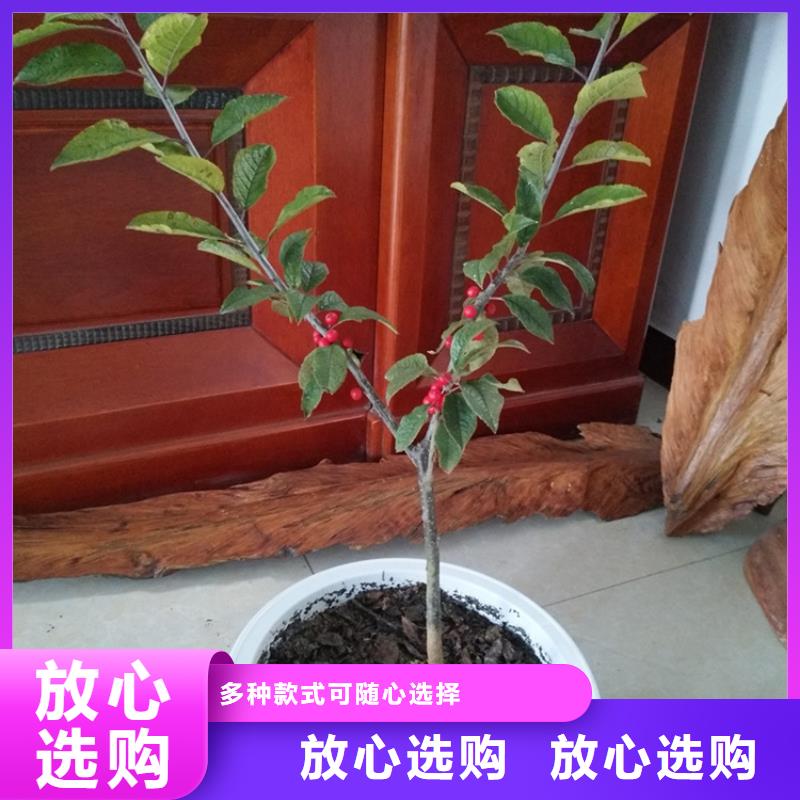 北美冬青【石榴树】热销产品出厂价