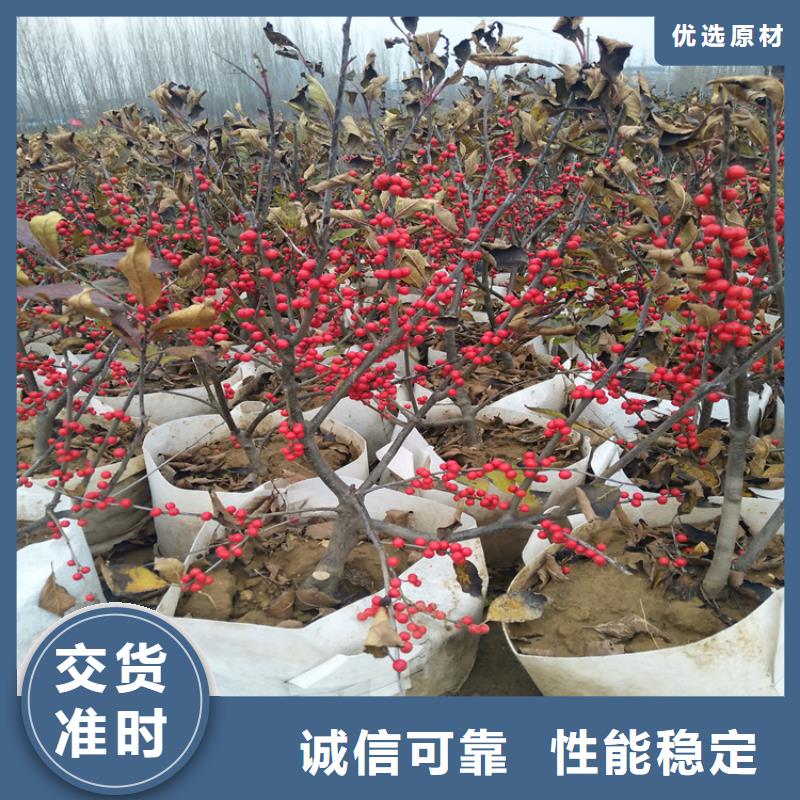 北美冬青嘎啦苹果精工细作品质优良客户满意度高