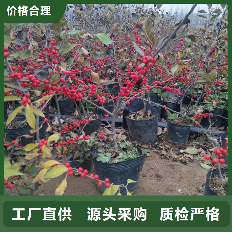 北美冬青杏树苗性能稳定同城厂家