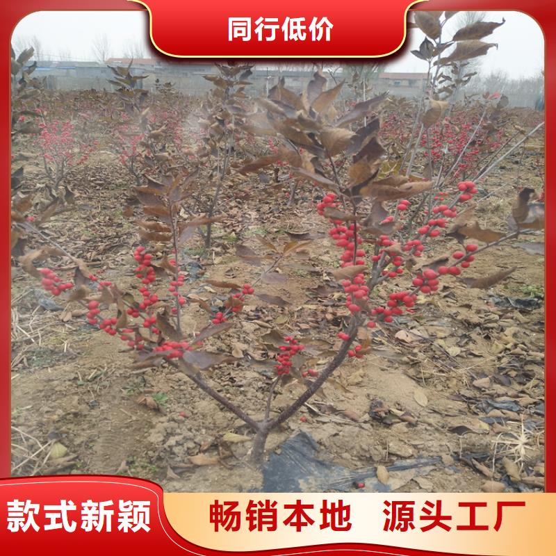 北美冬青苹果苗畅销本地正规厂家