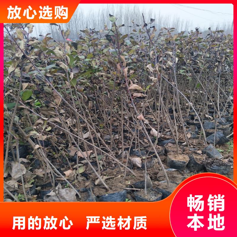 北美冬青石榴树精工细作品质优良好产品有口碑