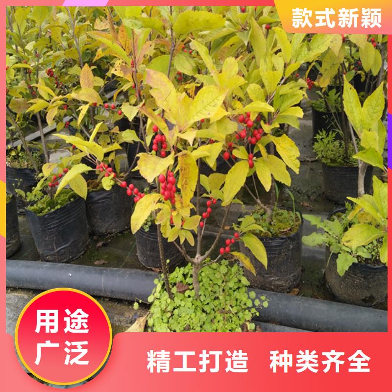 北美冬青_桃树苗库存齐全厂家直供质保一年